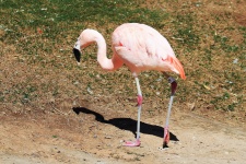 Chilean Flamingo Standing Alone