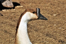 Chinese Goose Profile