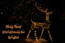 Christmas Background Reindeer Bokeh