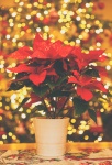 Christmas Poinsettia