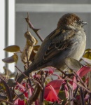 Chubby Sparrow