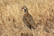 Chukar Bird In Brown Grass