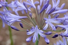 Close-up Of Agapanthus Flower