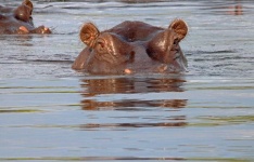Close View Of A Hippopotamus