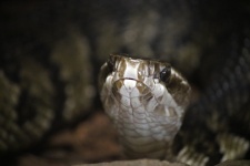 Close View Of A Snake