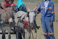 Closeup Of Donkeys Pulling A Cart