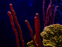 Colorful Marine Coral Background
