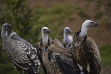 Committee Of Vultures