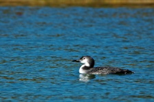 Common Loon On Lake Close-up