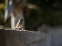 Common Yellowthroat Songbird