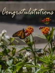Congratulations Butterfly Card