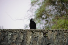 Crow On A Wall