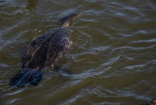 Cormorant Diving For Food