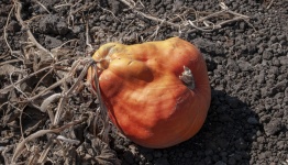 Deformed Pumpkin