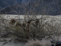 Desert Grunge Landscape