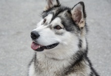 Dog, Alaskan, Malamute, Animal, Pet
