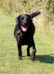 Dog Black Labrador
