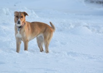 Dog On Snow