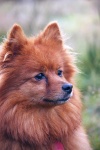 Dog Pomeranian Spitz Portrait