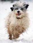 Dog Running In Snow