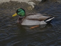 Domestic Mallard Male Duck