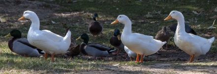 Domestic White Ducks And Mallards