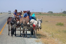 Donkey Cart At The Side Of The Road