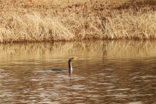 Double Crested Cormorant On Pond