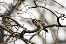 Downy Woodpecker In Winter