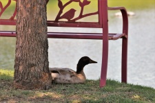 Duck Resting Under Park Bench