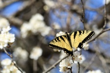 Eastern Tiger Swallowtail In Spring