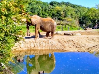 Elephant And Reflection