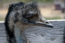 Emu Profile