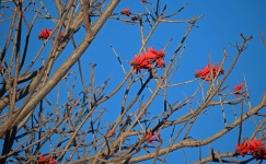 Erythrina Caffra Tree Flowering Red