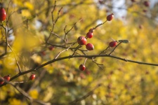 Fall - Autumn Rosehips