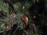 Fall Leaves On Pine Tree Needles