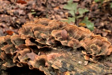 False Turkey Tail Fungi On Log