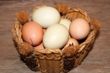 Farm Fresh Eggs In Basket