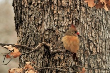 Female Cardinal On Tree Branch 2