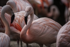 Flamingo Animal Background