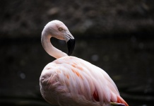 Flamingo Animal Background
