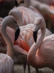 Flamingo Animal Background Vertical