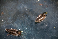 Flat Lay Ducks