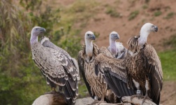 Four Vultures