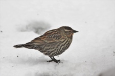 Fox Sparrow In Snow