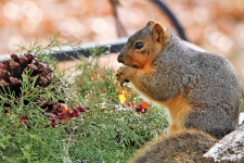 Fox Squirrel Eating Berries