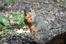 Fox Squirrel Eating Sunflower Seeds