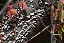 Fungus On Trees