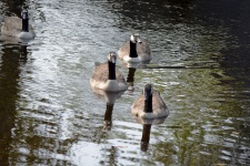 Geese On A Lake