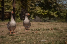 Geese Walking